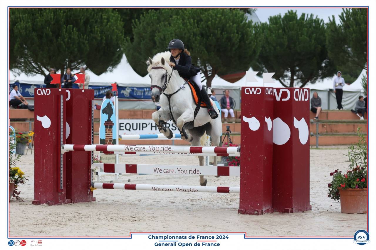 Gelding Connemara For sale 2011 Grey