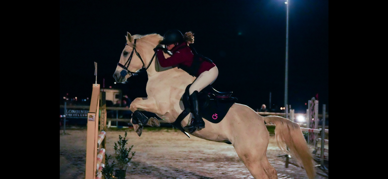 Gelding Connemara For sale 2011 Grey
