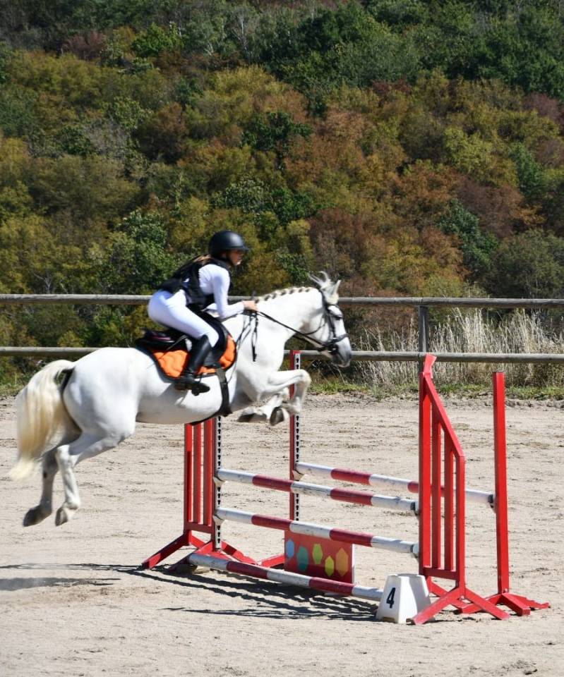 Gelding Connemara For sale 2011 Grey