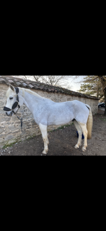 Gelding Connemara For sale 2011 Grey