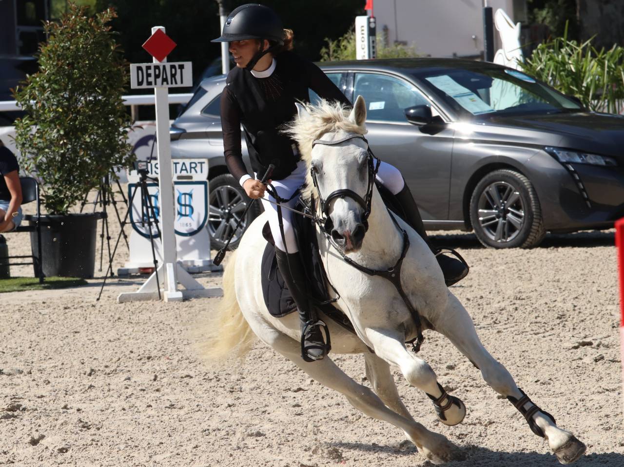 Gelding Connemara For sale 2011 Grey
