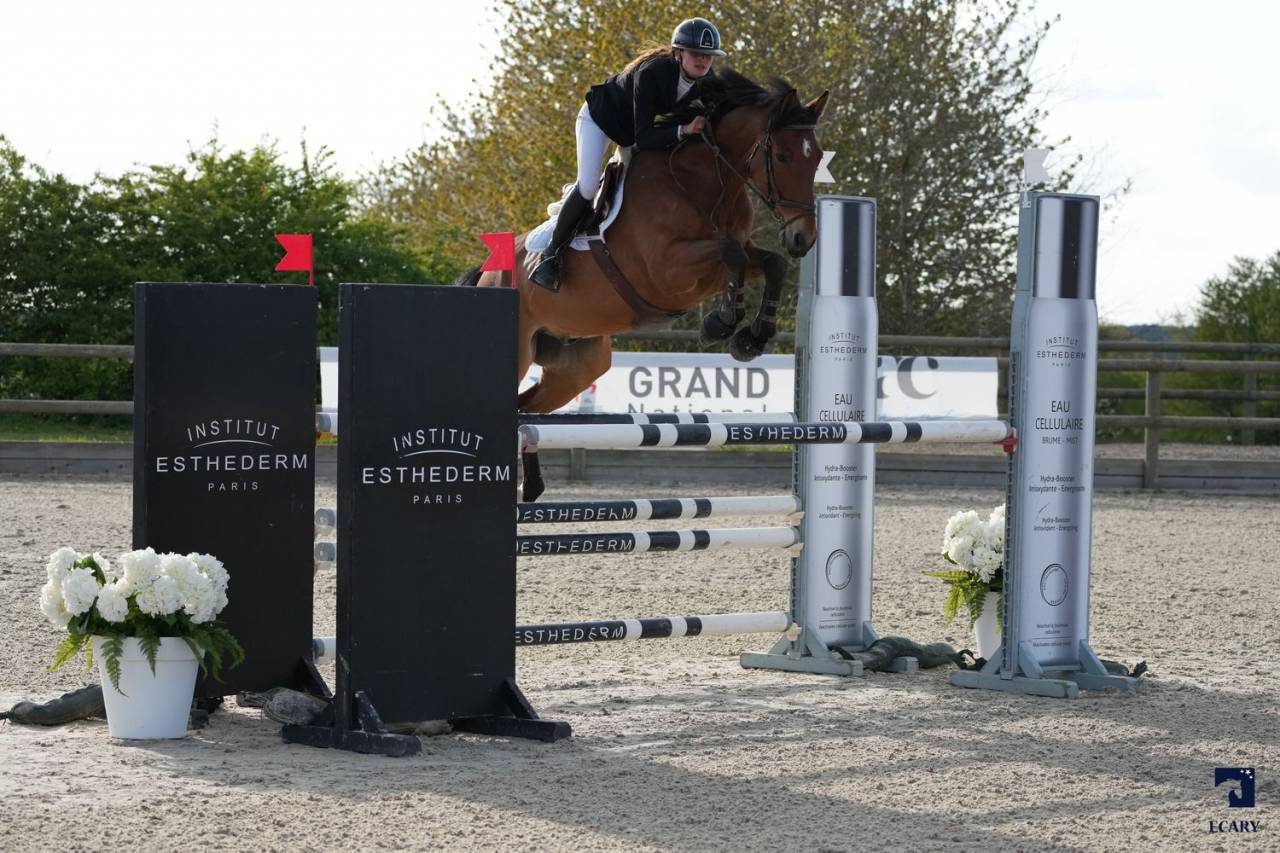 Gelding Selle Fran&ccedil;ais For sale 2015 Bay