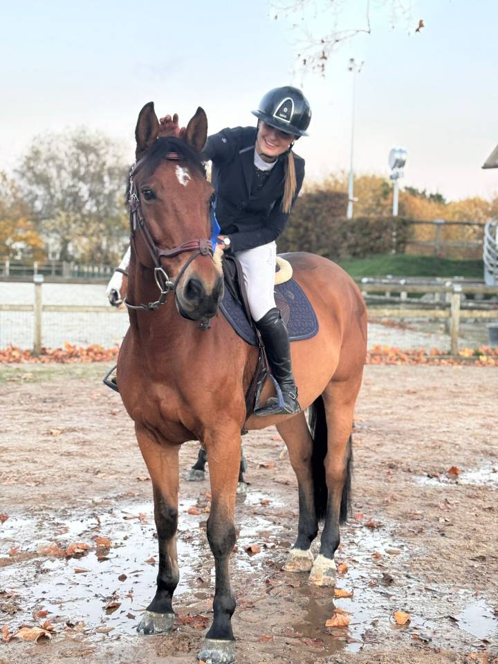 Gelding Selle Fran&ccedil;ais For sale 2015 Bay