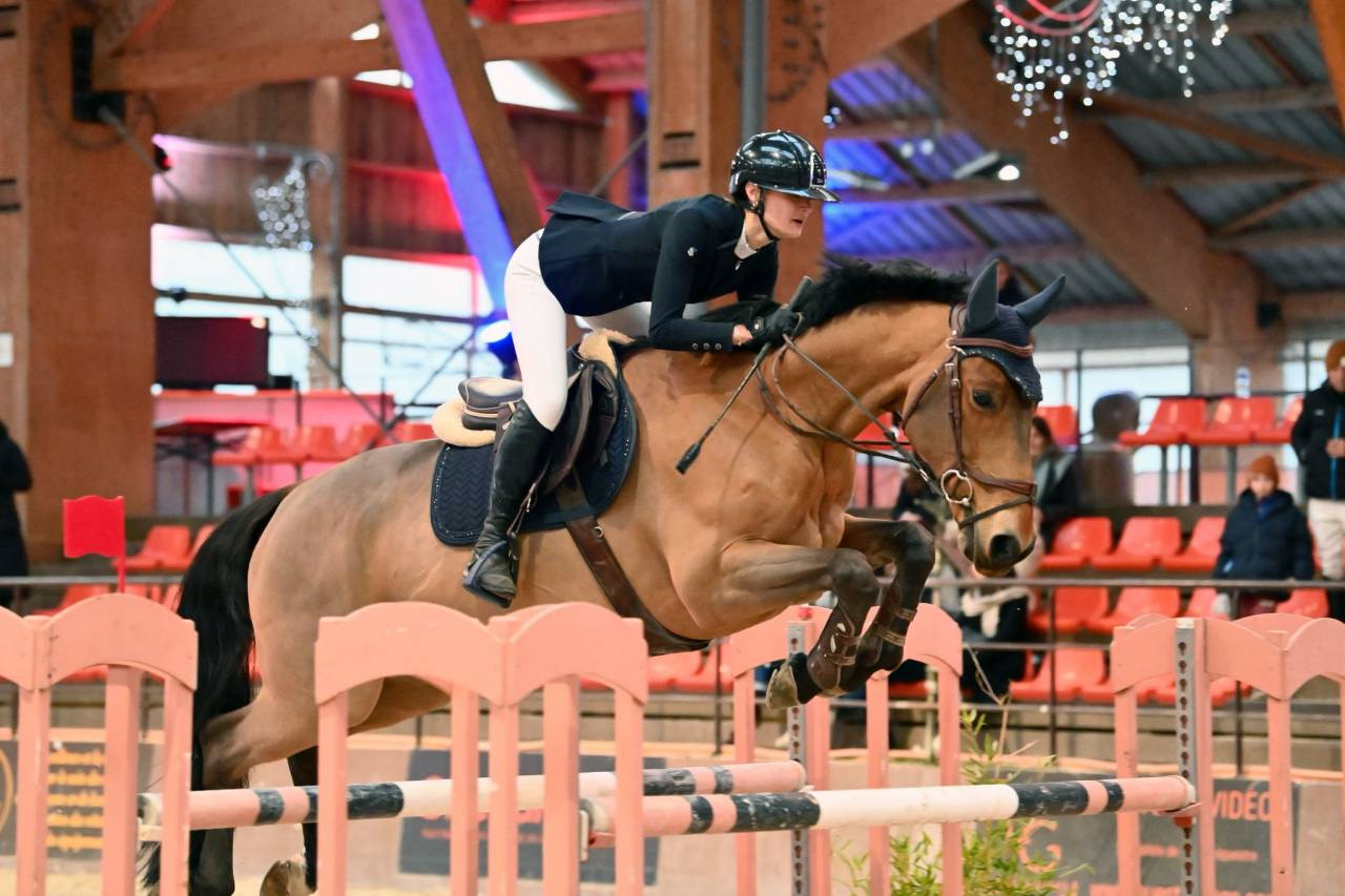 Gelding Selle Fran&ccedil;ais For sale 2015 Bay