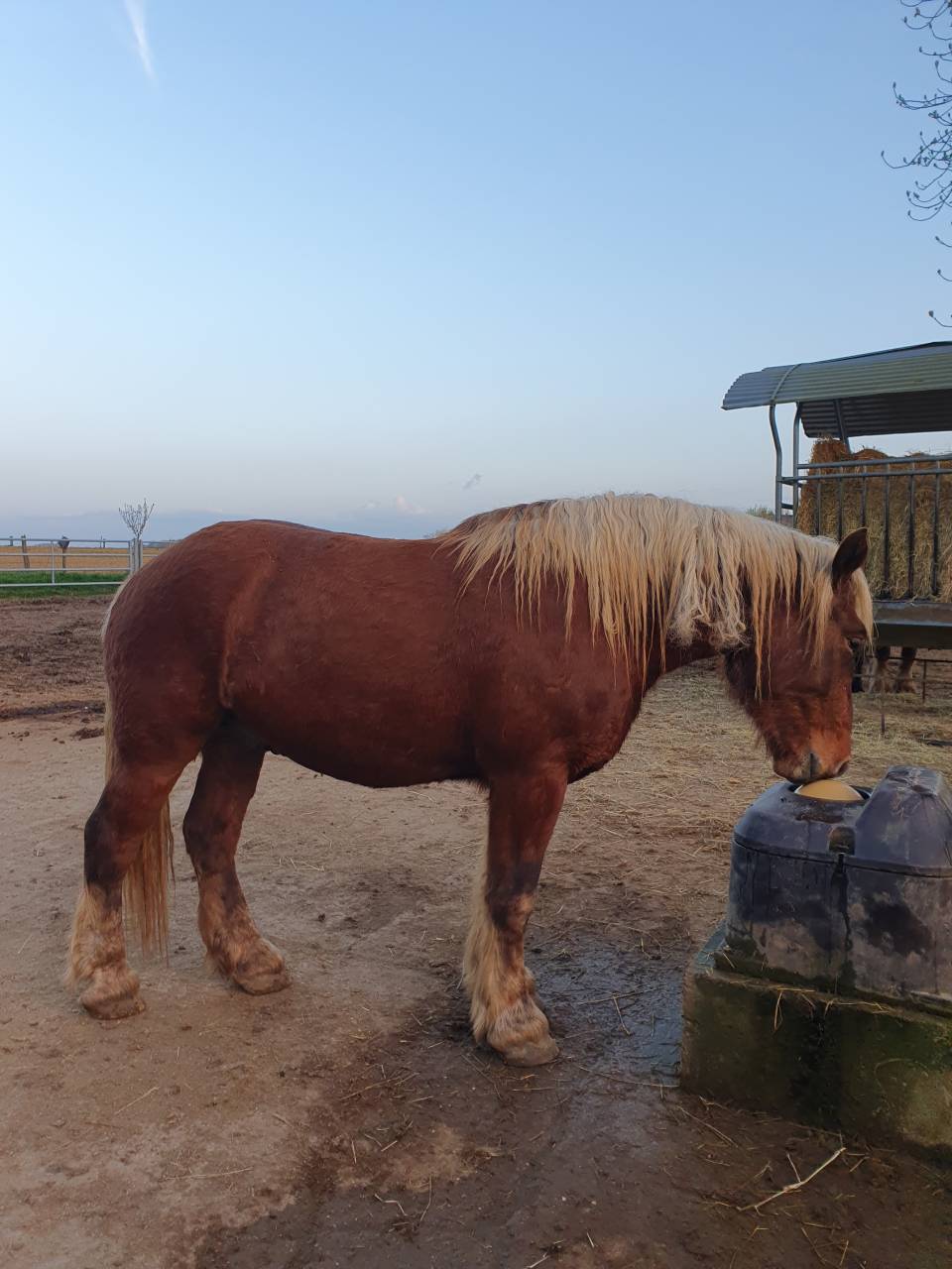 Gelding Comtois For sale 2023 Chesnut