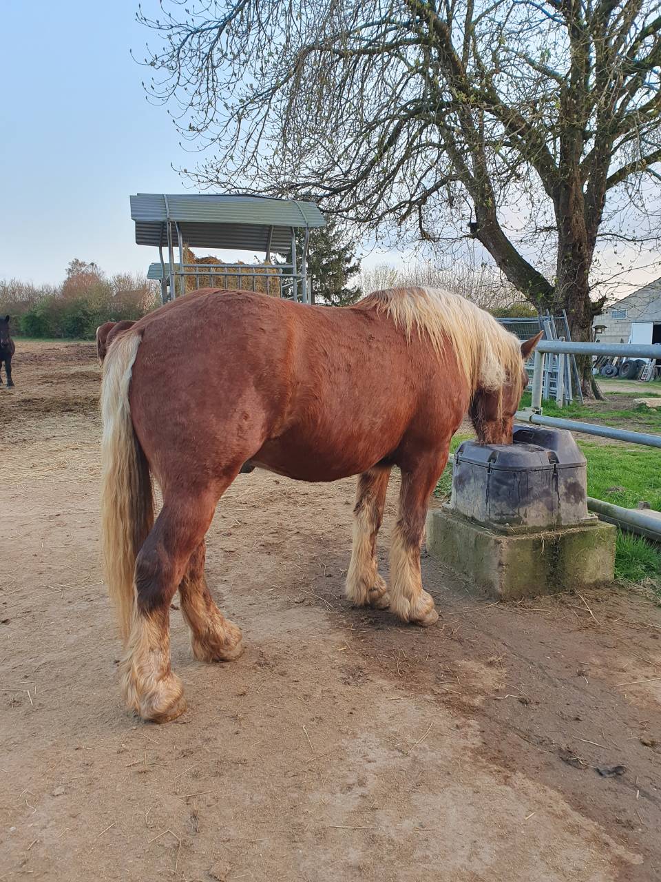 Gelding Comtois For sale 2023 Chesnut