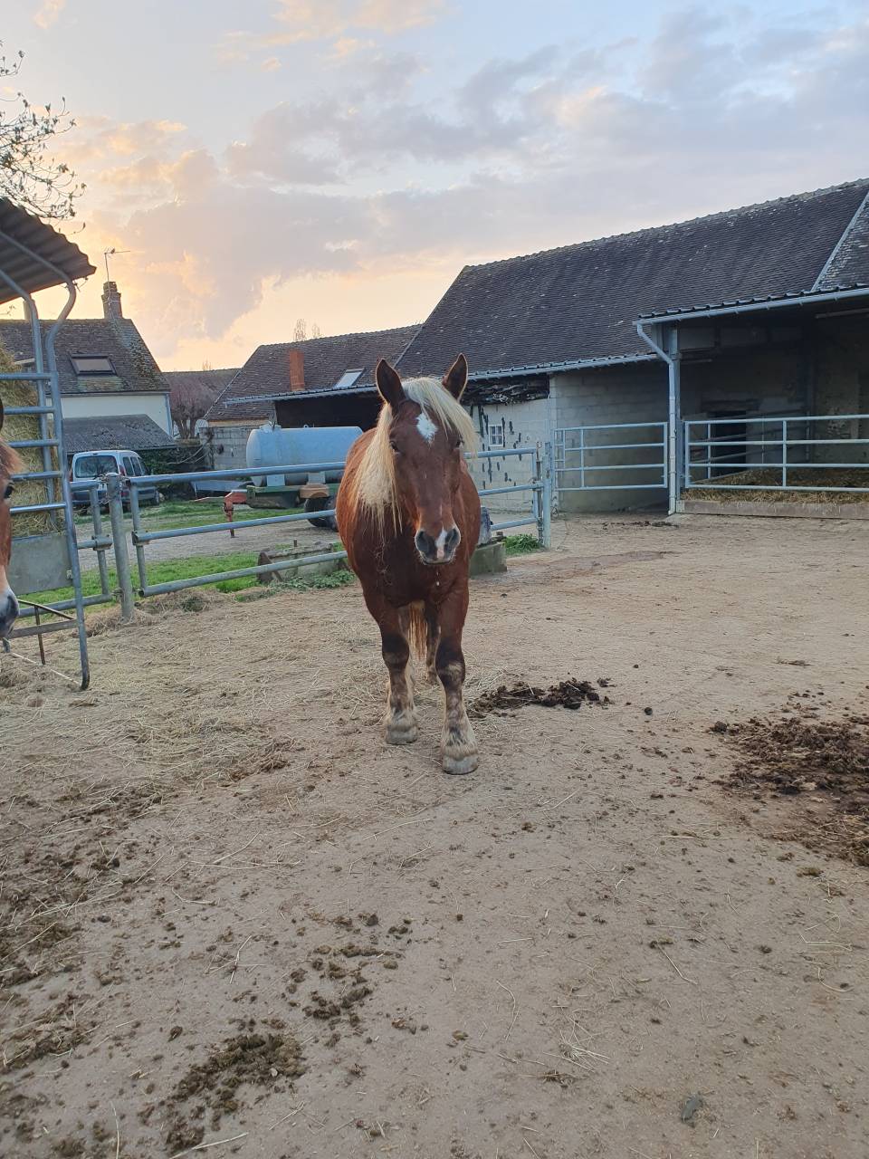 Gelding Comtois For sale 2023 Chesnut