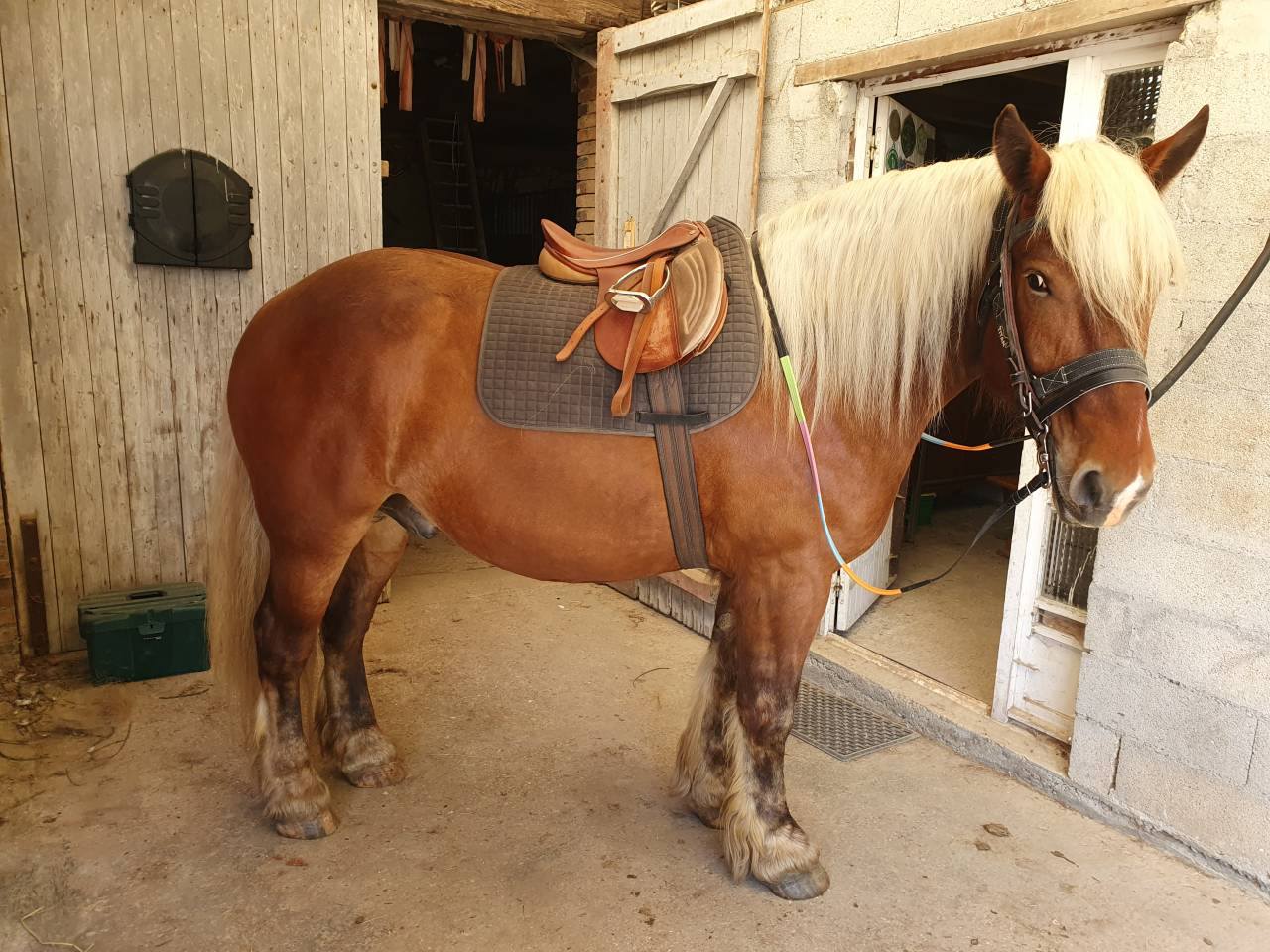 Gelding Comtois For sale 2023 Chesnut