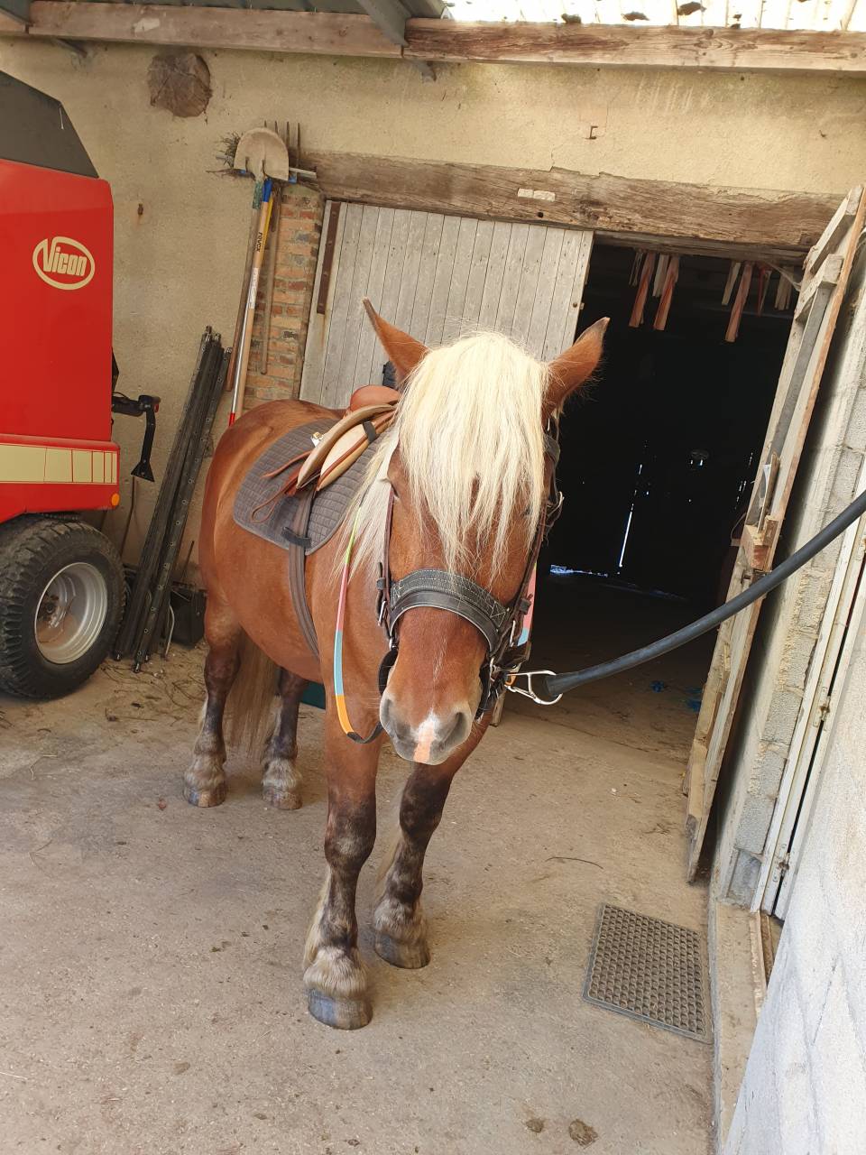 Gelding Comtois For sale 2023 Chesnut