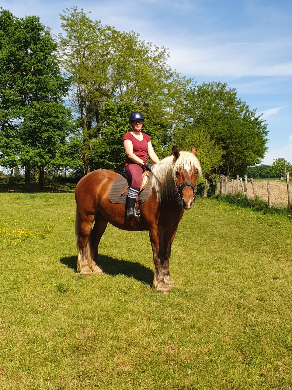 Gelding Comtois For sale 2023 Chesnut