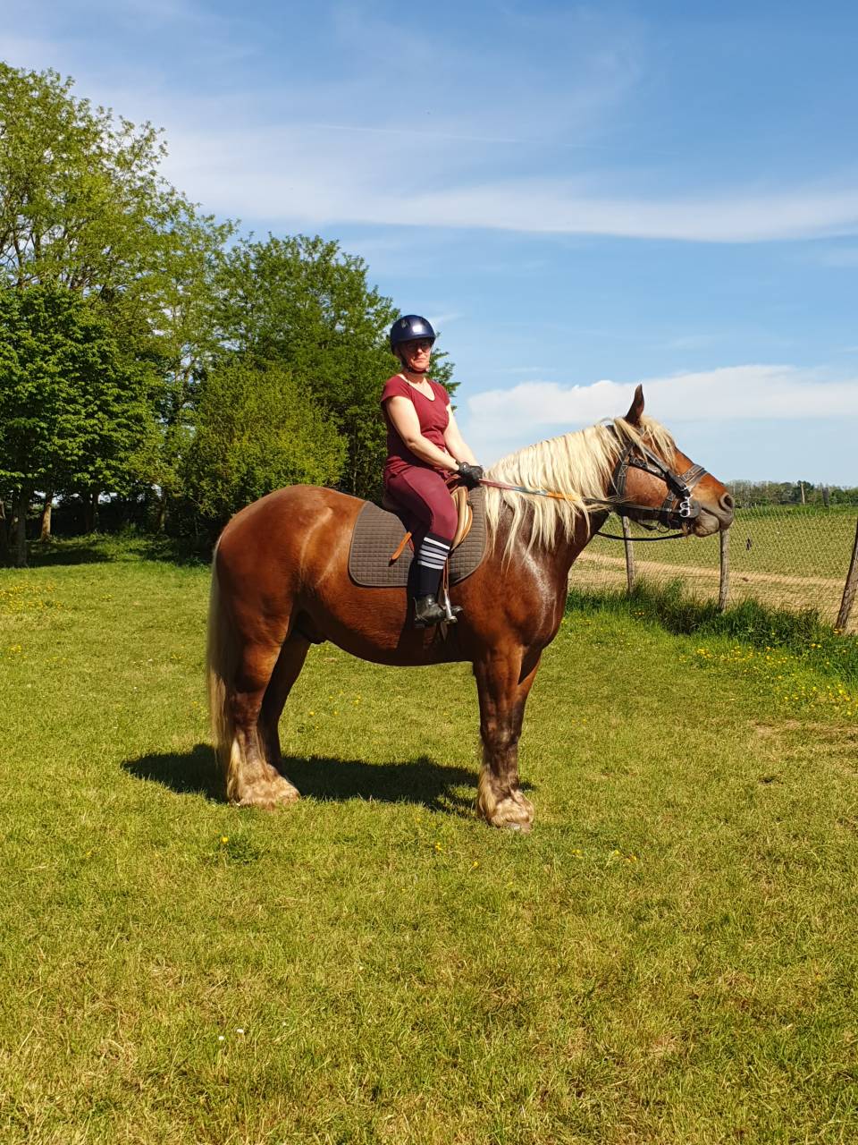 Gelding Comtois For sale 2023 Chesnut