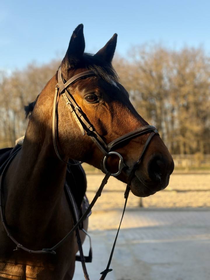 Gelding Selle Fran&ccedil;ais For sale 2016 Bay