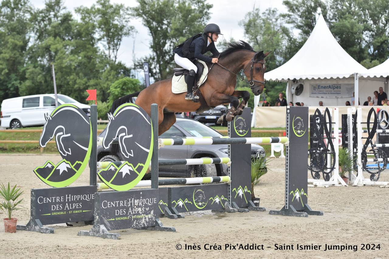Gelding Selle Fran&ccedil;ais For sale 2016 Bay