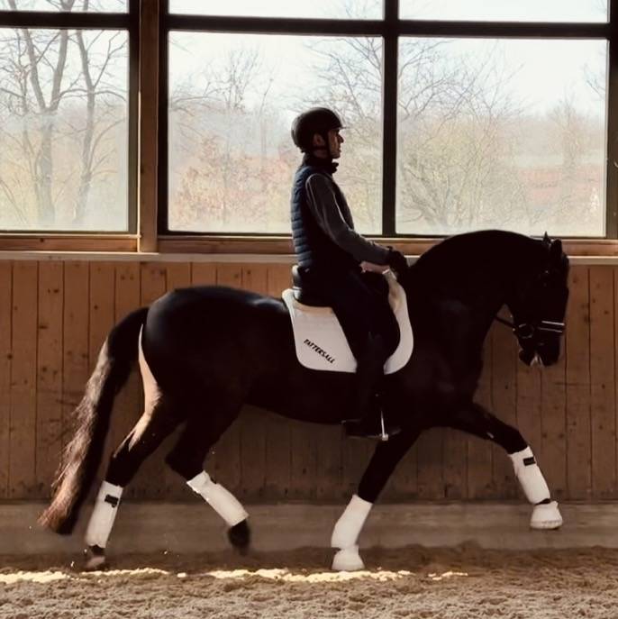 Gelding Lusitano For sale 2020 Black