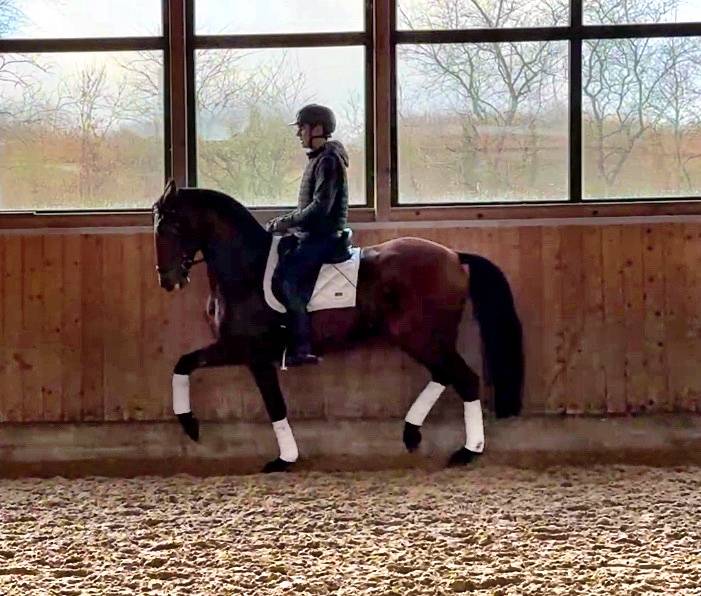 Gelding Lusitano For sale 2015 Brown
