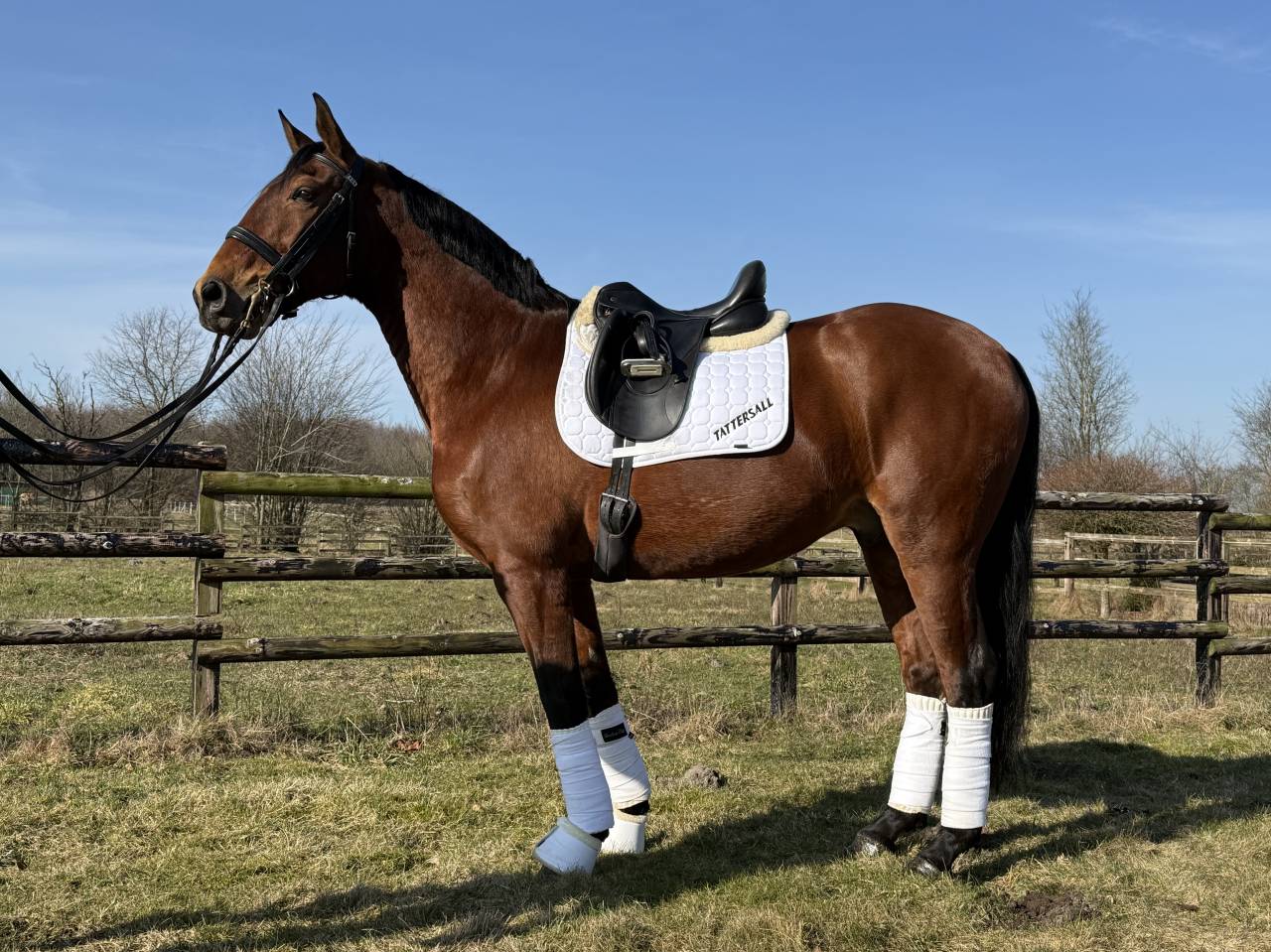 Gelding Lusitano For sale 2015 Brown