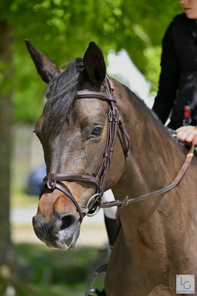 Mare Trakehner For sale 2016 Black