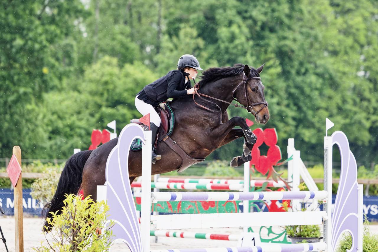 Mare Trakehner For sale 2016 Black