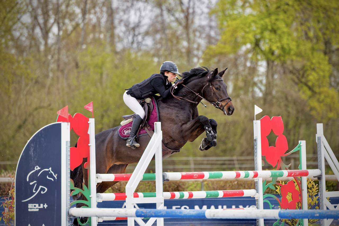 Mare Trakehner For sale 2016 Black