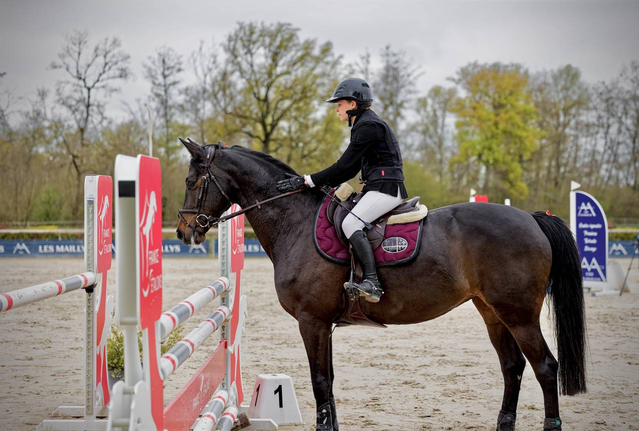 Mare Trakehner For sale 2016 Black
