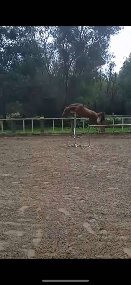 Entire Belgian Riding Pony For sale 2023 Chesnut