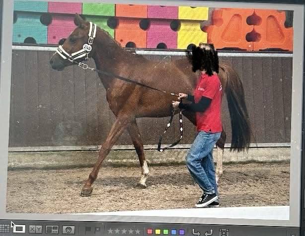 Entire Belgian Riding Pony For sale 2023 Chesnut