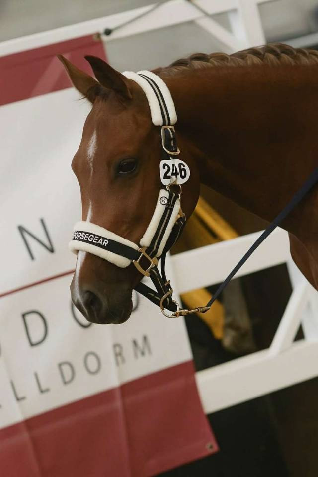 Entire Belgian Riding Pony For sale 2023 Chesnut