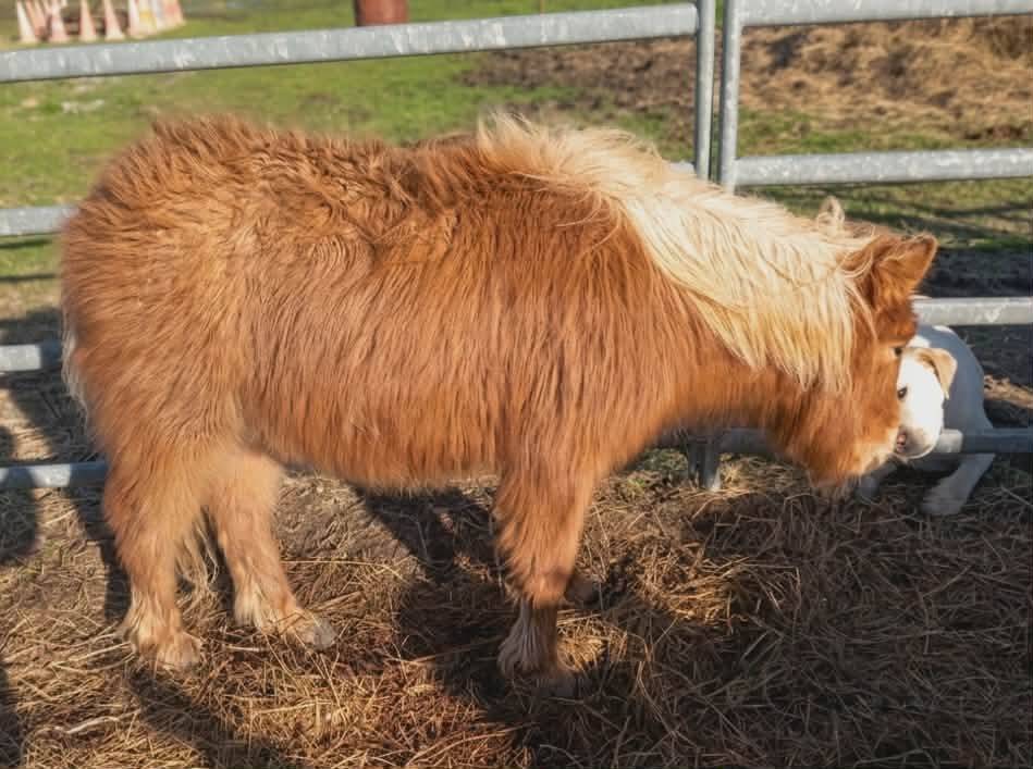 Colt No Origin Recorded For sale 2025 Chesnut
