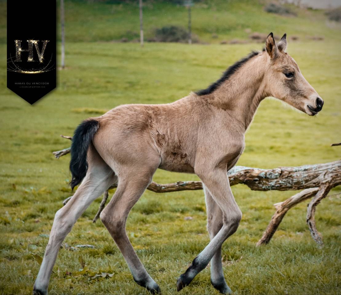 Colt KWPN Dutch Warmblood For sale 2026 Buckskin