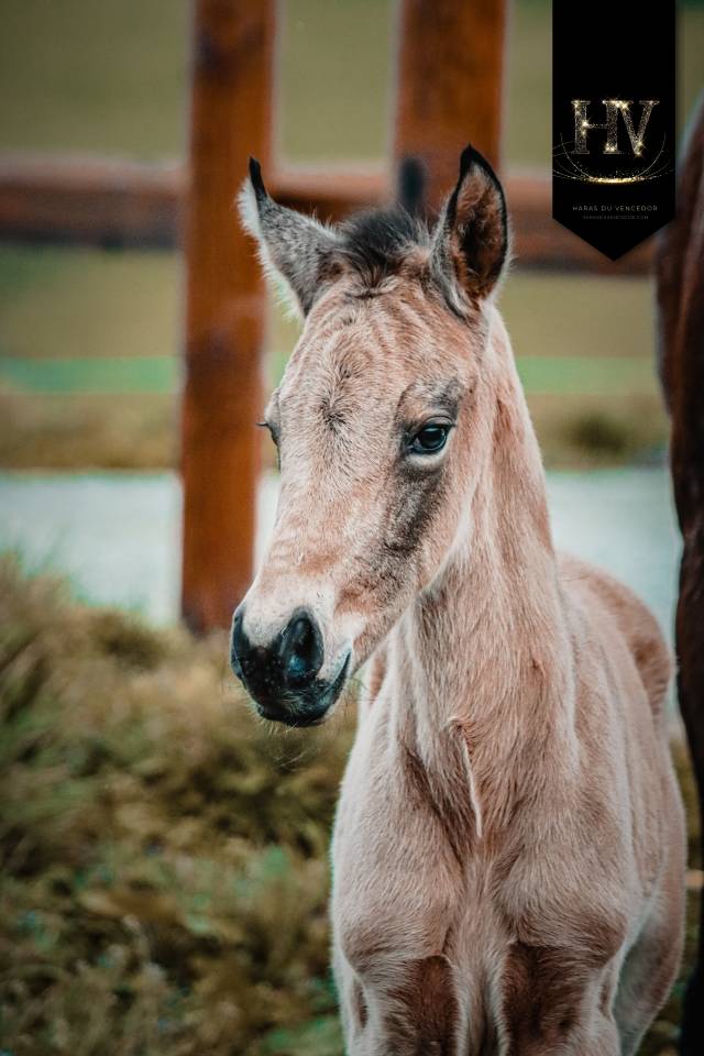 Colt KWPN Dutch Warmblood For sale 2026 Buckskin