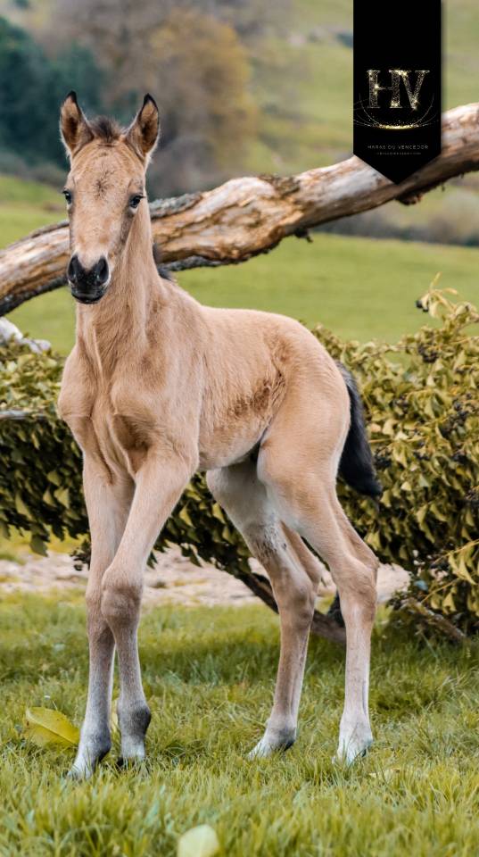 Colt KWPN Dutch Warmblood For sale 2026 Buckskin