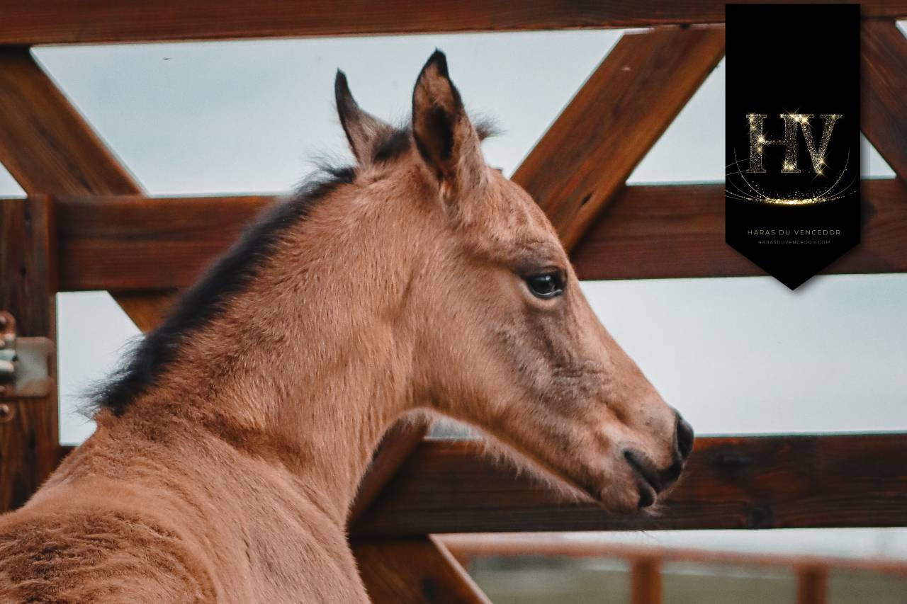 Colt KWPN Dutch Warmblood For sale 2026 Buckskin