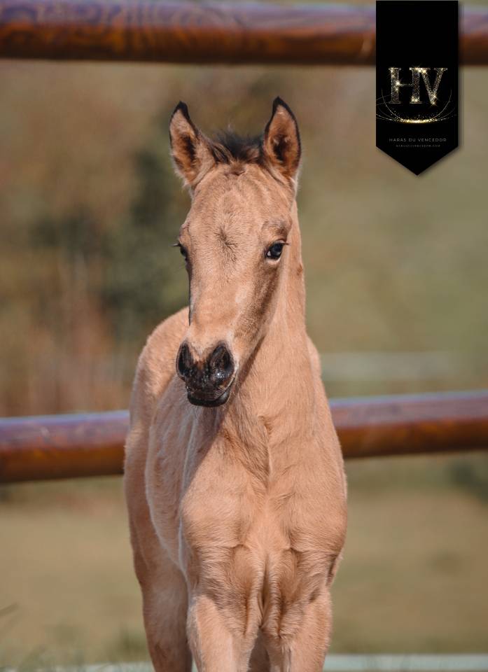 Colt KWPN Dutch Warmblood For sale 2026 Buckskin