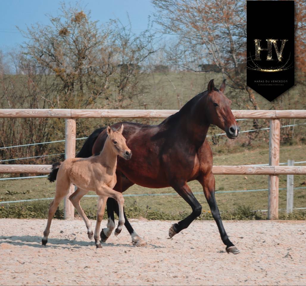 Colt KWPN Dutch Warmblood For sale 2026 Buckskin