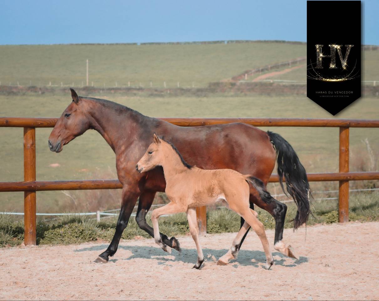Colt KWPN Dutch Warmblood For sale 2026 Buckskin