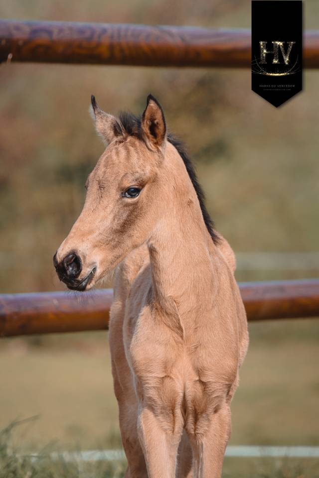 Colt KWPN Dutch Warmblood For sale 2026 Buckskin