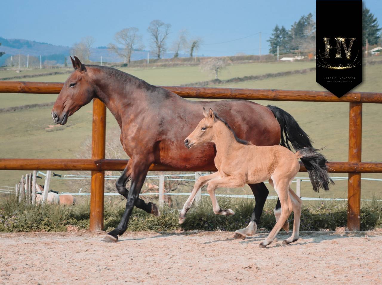 Colt KWPN Dutch Warmblood For sale 2026 Buckskin