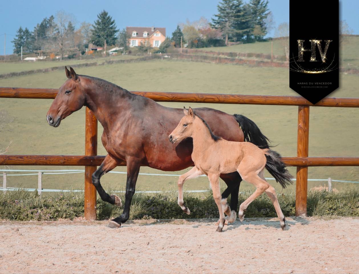 Colt KWPN Dutch Warmblood For sale 2026 Buckskin