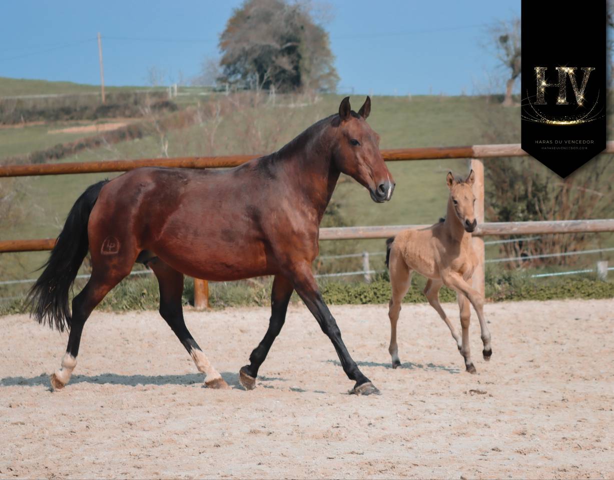 Colt KWPN Dutch Warmblood For sale 2026 Buckskin