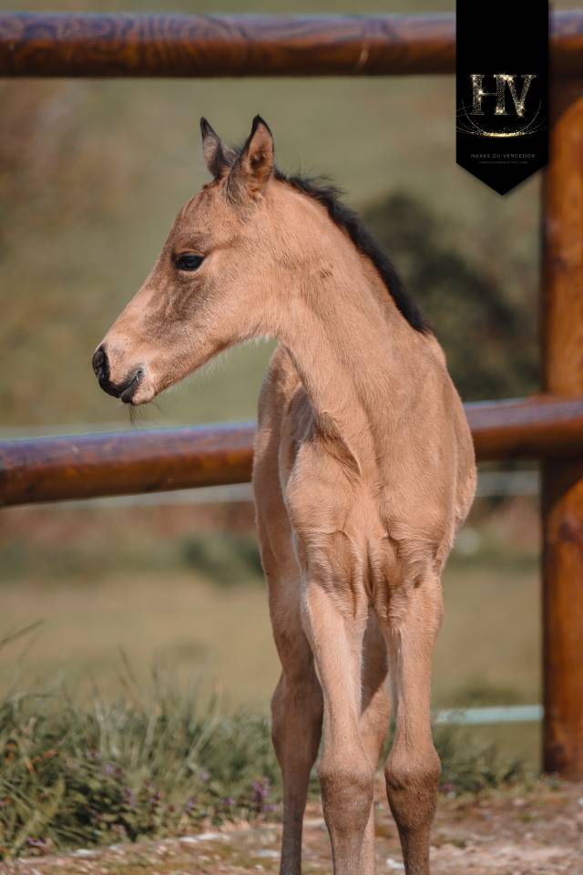 Colt KWPN Dutch Warmblood For sale 2026 Buckskin
