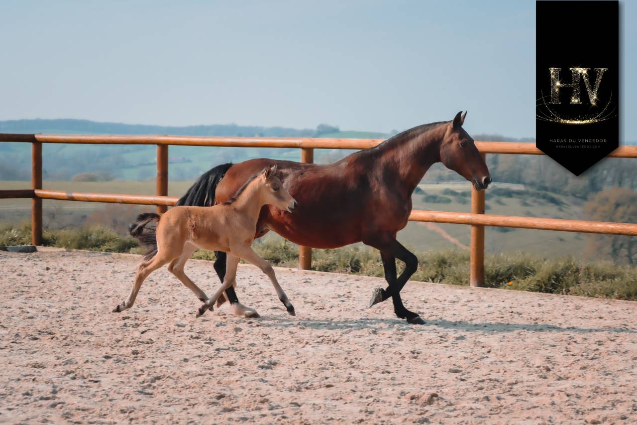 Colt KWPN Dutch Warmblood For sale 2026 Buckskin