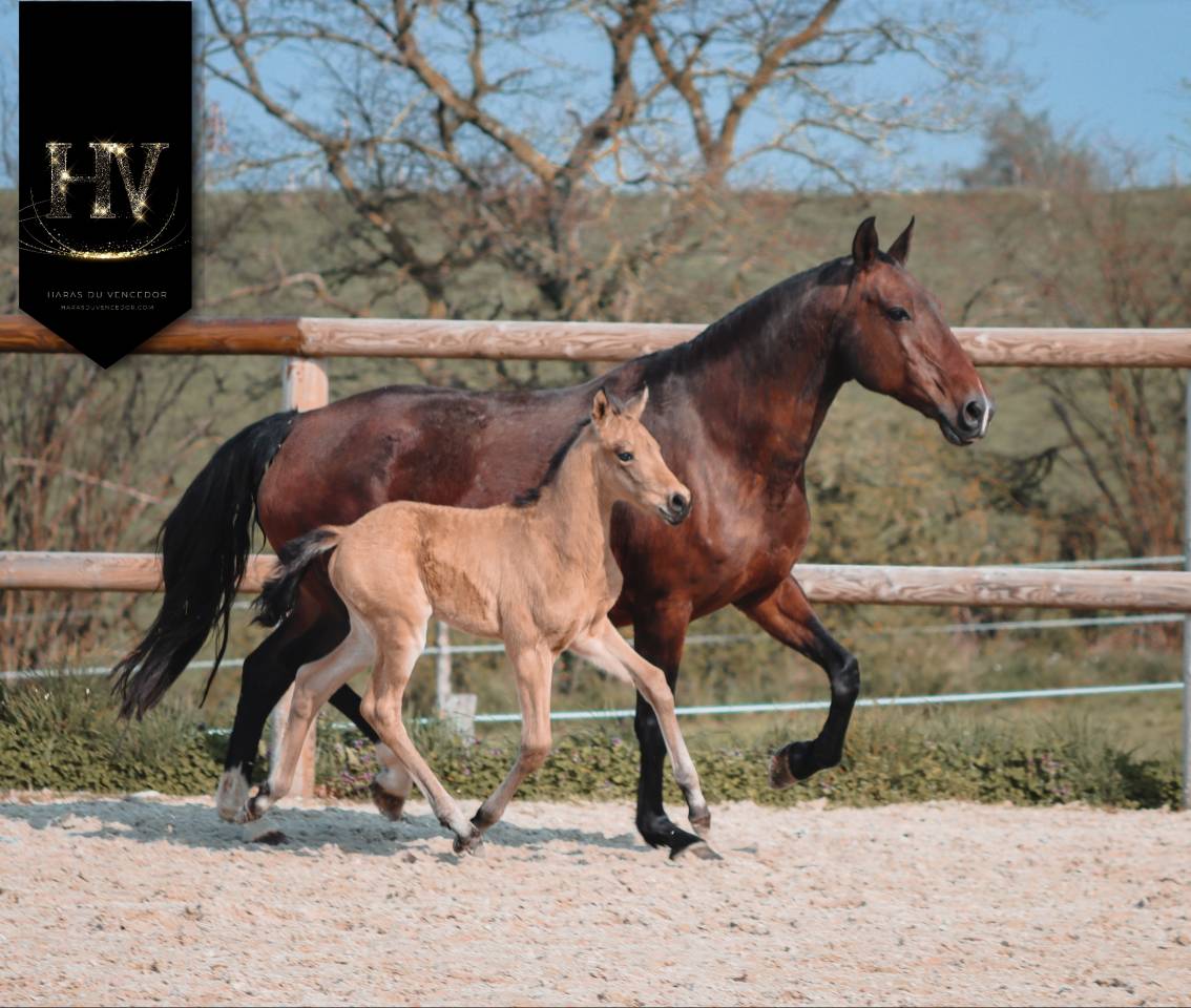 Colt KWPN Dutch Warmblood For sale 2026 Buckskin