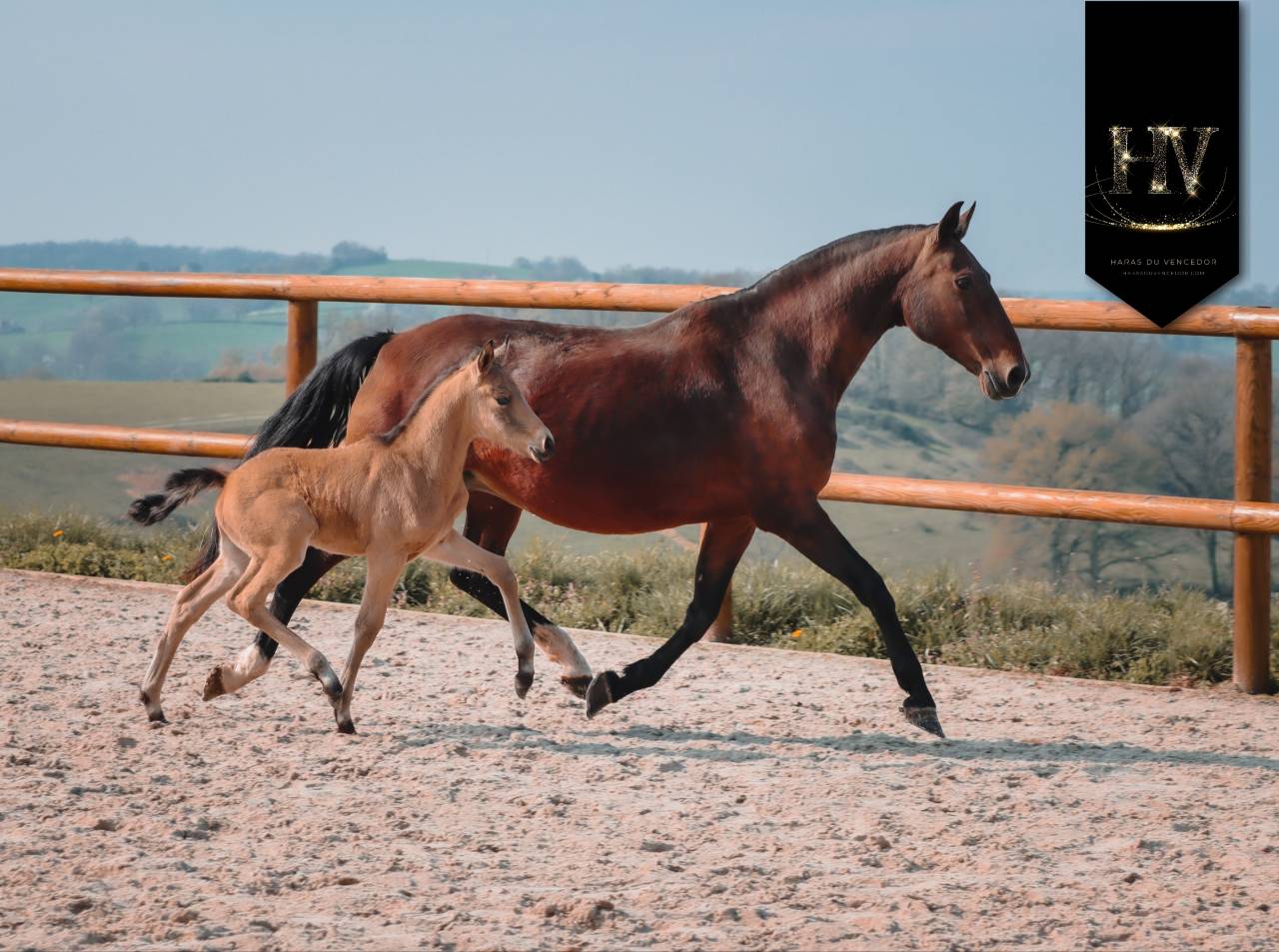 Colt KWPN Dutch Warmblood For sale 2026 Buckskin