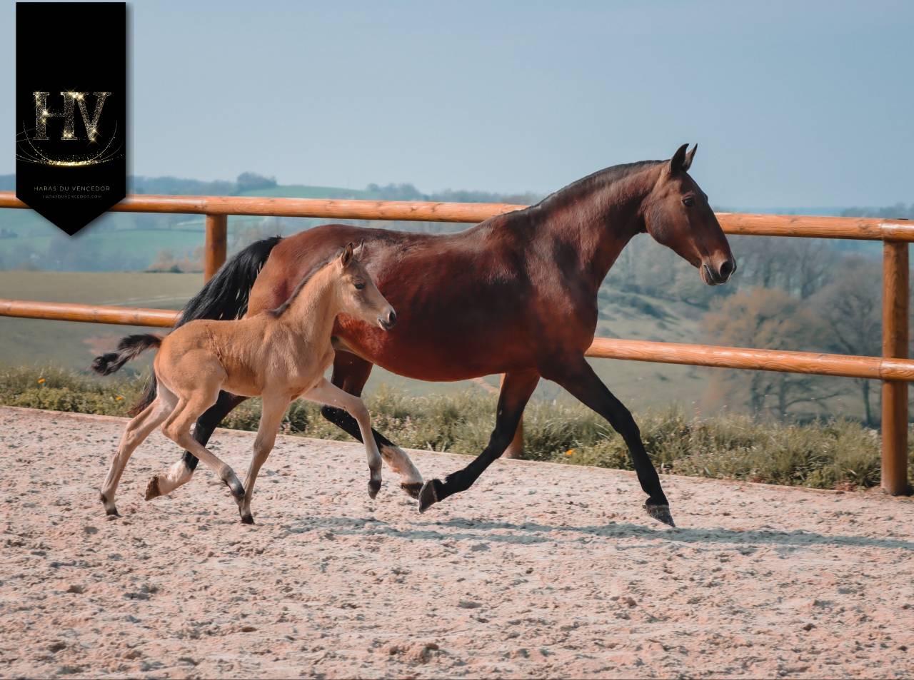 Colt KWPN Dutch Warmblood For sale 2026 Buckskin