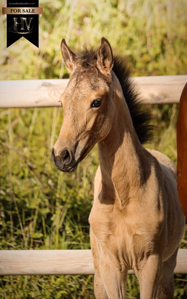 Colt KWPN Dutch Warmblood For sale 2026 Buckskin