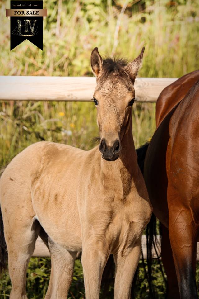 Colt KWPN Dutch Warmblood For sale 2026 Buckskin