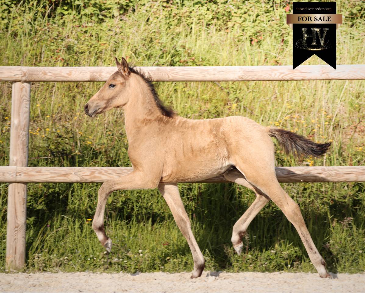 Colt KWPN Dutch Warmblood For sale 2026 Buckskin