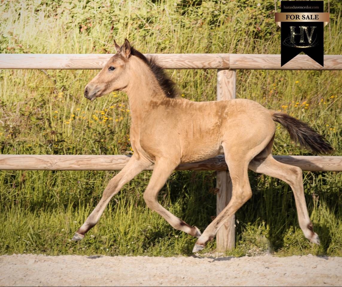 Colt KWPN Dutch Warmblood For sale 2026 Buckskin