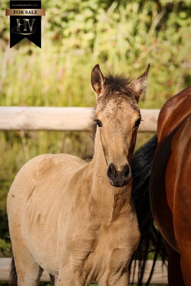 Colt KWPN Dutch Warmblood For sale 2026 Buckskin