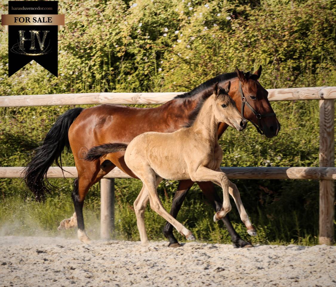 Colt KWPN Dutch Warmblood For sale 2026 Buckskin